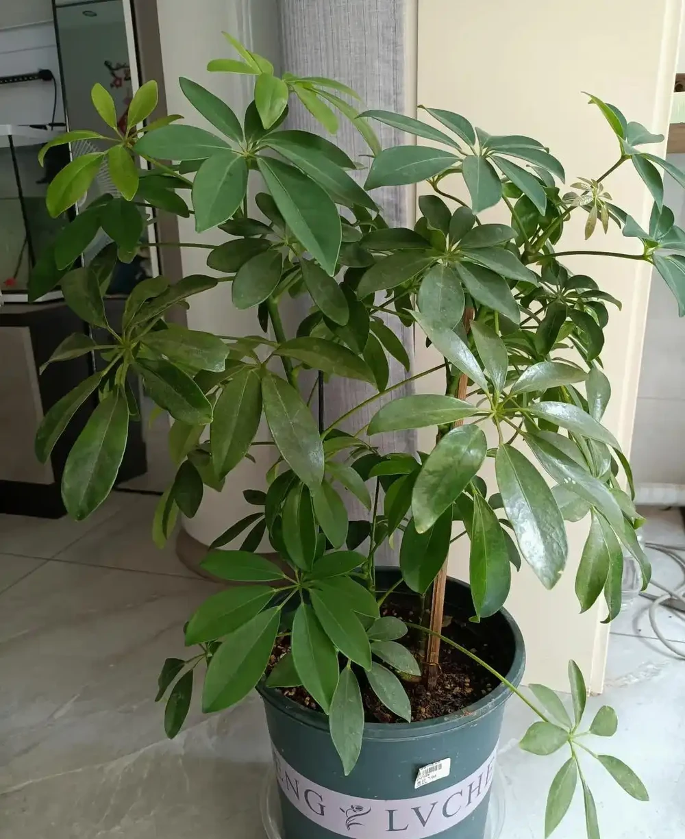 家裡養了鵝掌藤?避開這3個坑,葉片濃綠不發黃,招財旺宅真省心