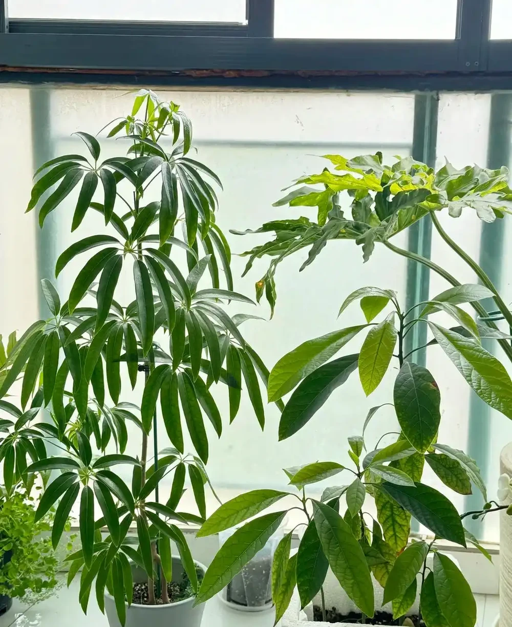 家裡養了鵝掌藤?避開這3個坑,葉片濃綠不發黃,招財旺宅真省心