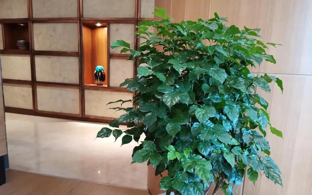 7月幸福樹黃葉掉葉停不下來?澆水前多做這一步,蹭蹭冒新芽