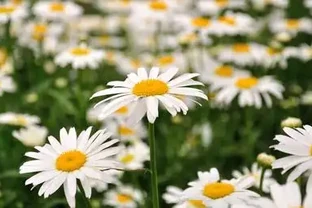 耐 40℃暴曬扛 - 30℃嚴寒！10 種不死花，小院閉眼種