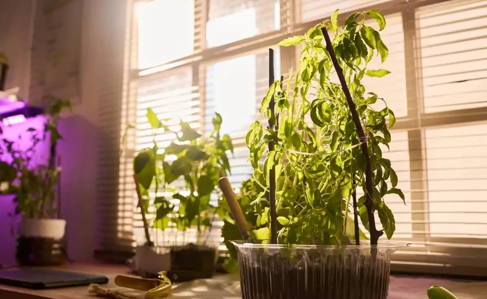 鴨腳木冬季怎麼養?3招防黃葉,葉子綠得發亮