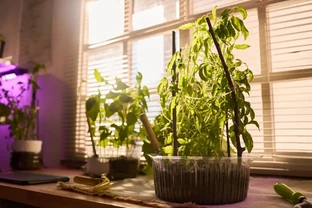 鴨腳木冬季怎麼養？3招防黃葉，葉子綠得發亮
