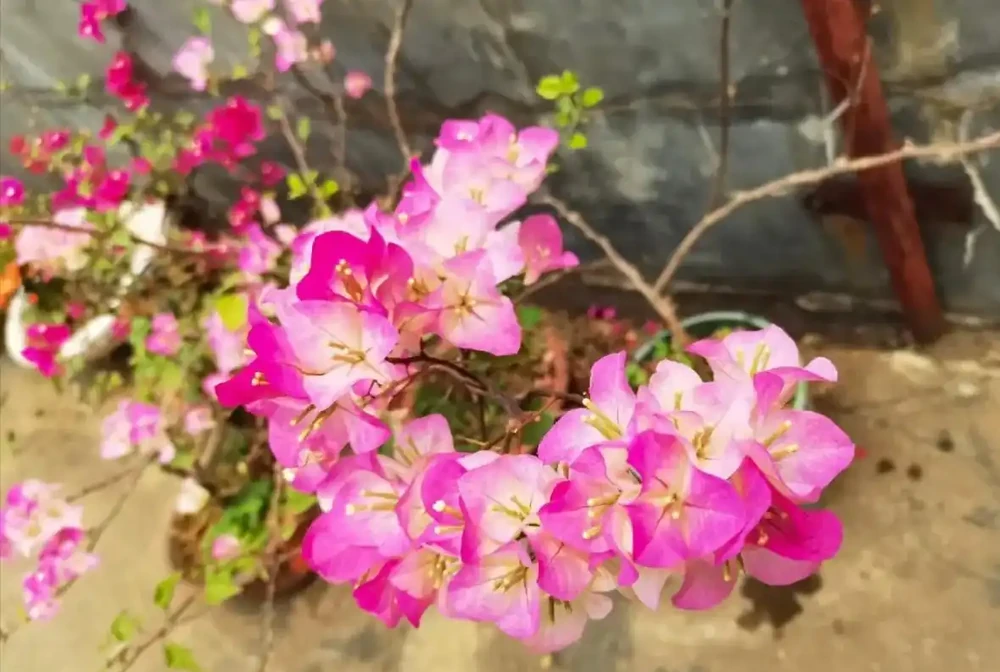 6種「開花勞模」,溫度合適全年不停開,養一盆一年到頭有花看