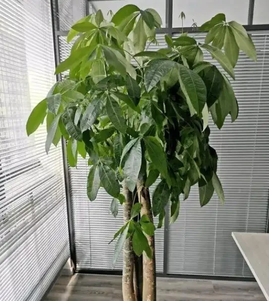 別再天天澆水了!發財樹「腐根」的根源找到了,學會這4招,根壯葉綠,蹭蹭冒新芽