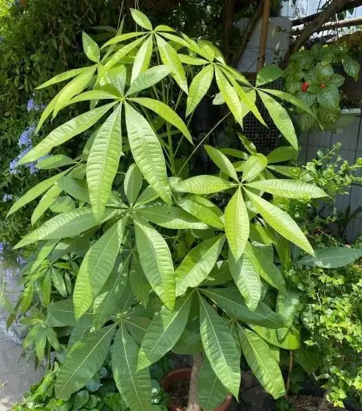 別再天天澆水了!發財樹「腐根」的根源找到了,學會這4招,根壯葉綠,蹭蹭冒新芽