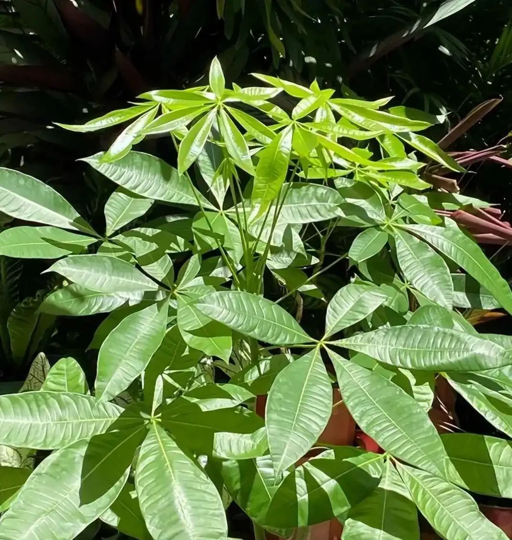 別再天天澆水了!發財樹「腐根」的根源找到了,學會這4招,根壯葉綠,蹭蹭冒新芽