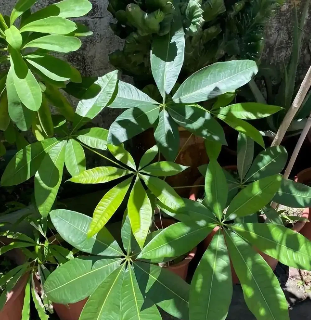 別再天天澆水了!發財樹「腐根」的根源找到了,學會這4招,根壯葉綠,蹭蹭冒新芽