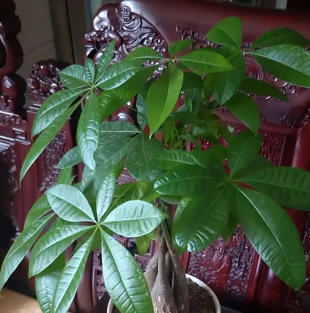 別再天天澆水了!發財樹「腐根」的根源找到了,學會這4招,根壯葉綠,蹭蹭冒新芽
