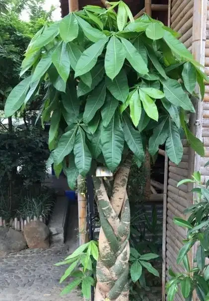 別再天天澆水了!發財樹「腐根」的根源找到了,學會這4招,根壯葉綠,蹭蹭冒新芽