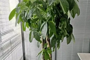 別再天天澆水了！發財樹「腐根」的根源找到了，學會這4招，根壯葉綠，蹭蹭冒新芽