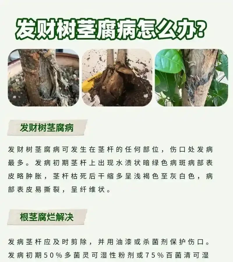 想讓發財樹長勢旺?記住3點,葉子多、一年比一年壯,新手照做,附發財樹全年養護秘籍