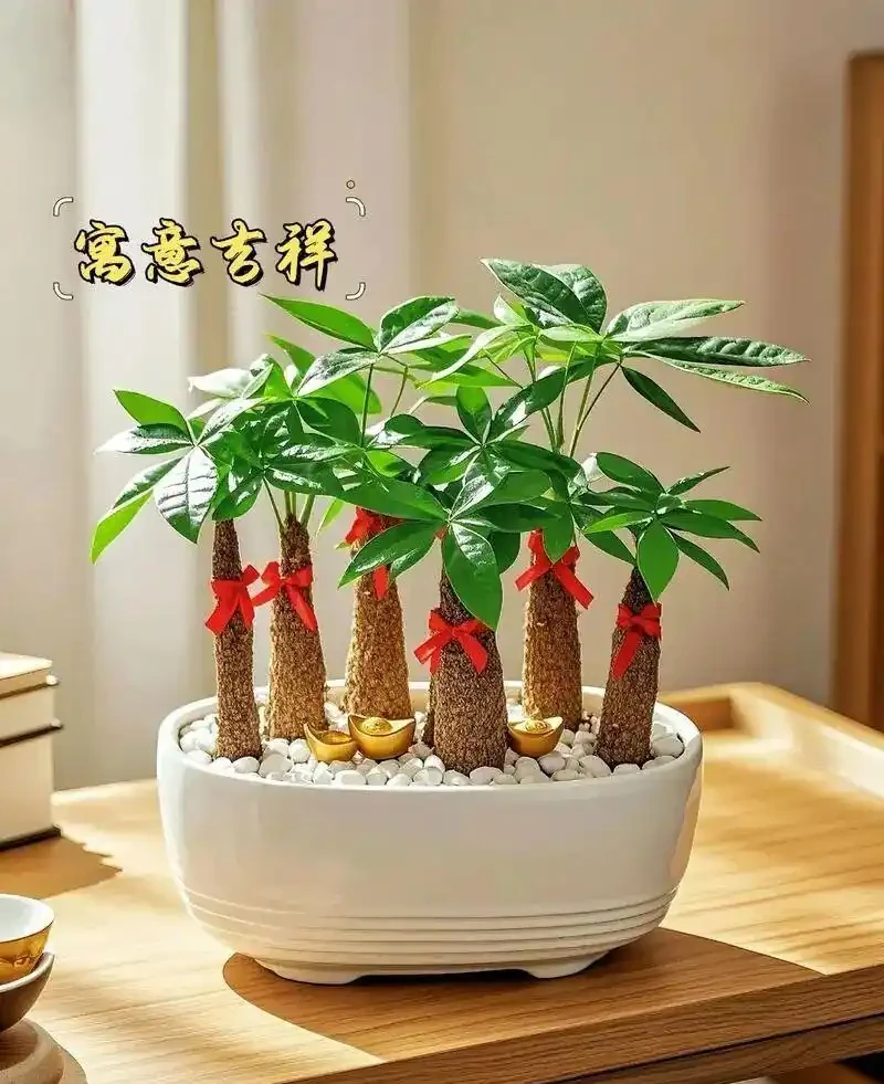想讓發財樹長勢旺?記住3點,葉子多、一年比一年壯,新手照做,附發財樹全年養護秘籍