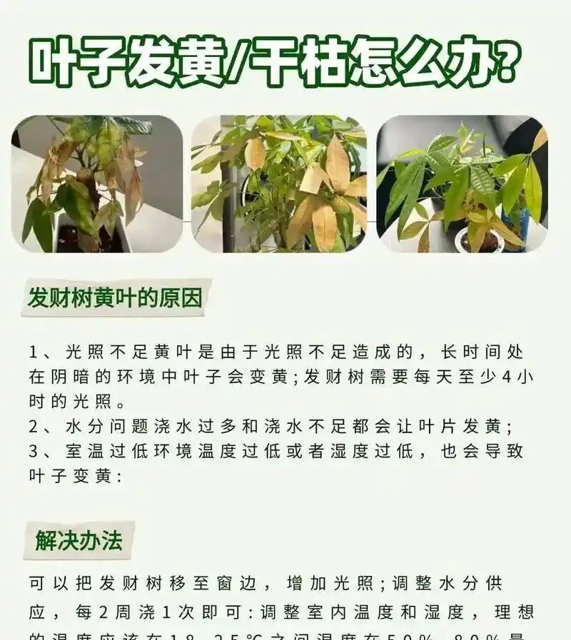 想讓發財樹長勢旺?記住3點,葉子多、一年比一年壯,新手照做,附發財樹全年養護秘籍