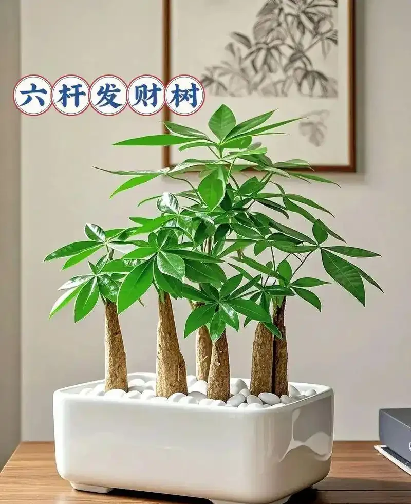 想讓發財樹長勢旺?記住3點,葉子多、一年比一年壯,新手照做,附發財樹全年養護秘籍