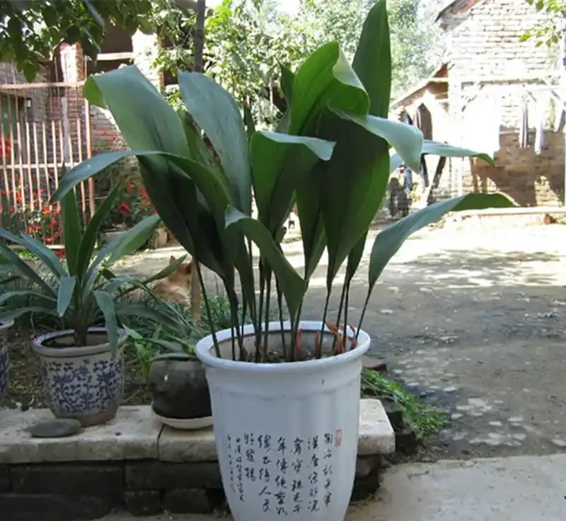 蜘蛛抱蛋葉子焦邊像燒過?別放空調口,陰地也能滿盆,綠箭豎滿堂