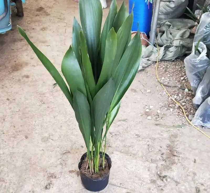 蜘蛛抱蛋葉子焦邊像燒過?別放空調口,陰地也能滿盆,綠箭豎滿堂