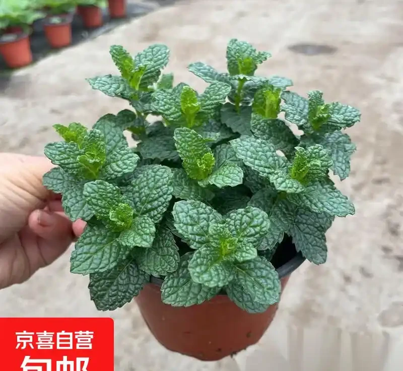 臥室綠植天花板!這10款助眠又高階,失眠星人閉眼入