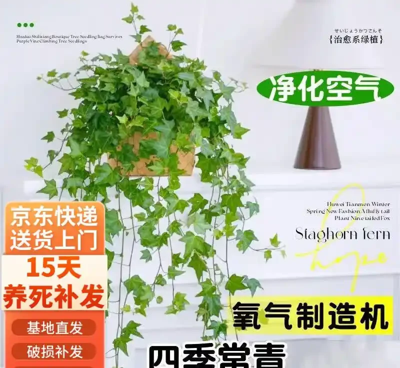 臥室綠植天花板!這10款助眠又高階,失眠星人閉眼入