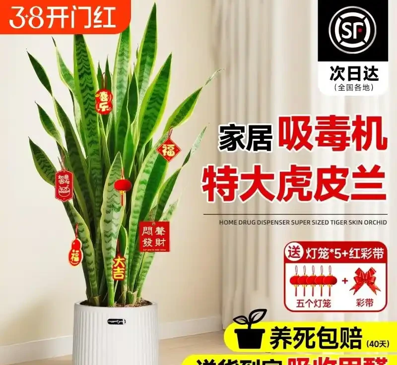 臥室綠植天花板!這10款助眠又高階,失眠星人閉眼入