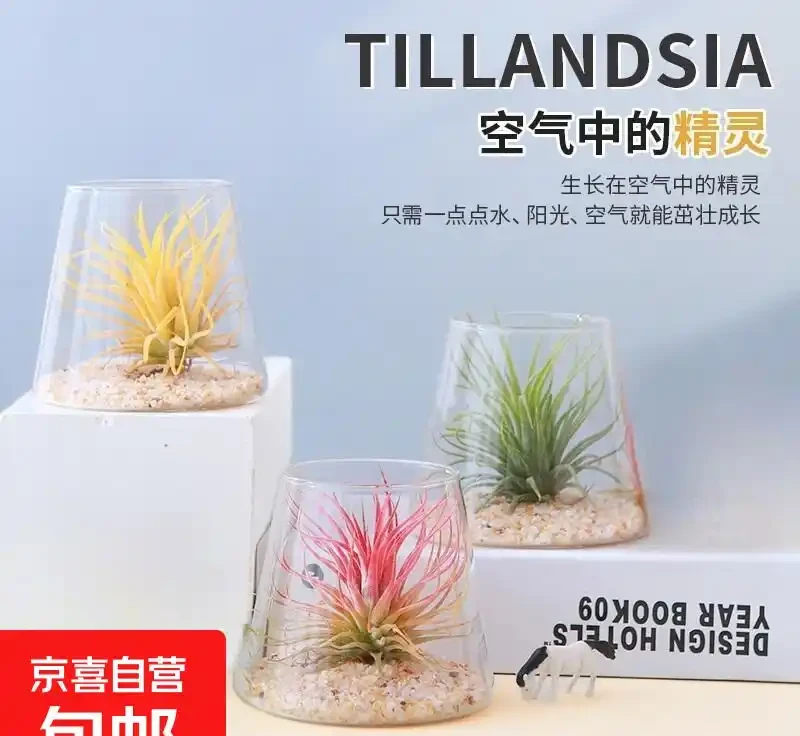 臥室綠植天花板!這10款助眠又高階,失眠星人閉眼入
