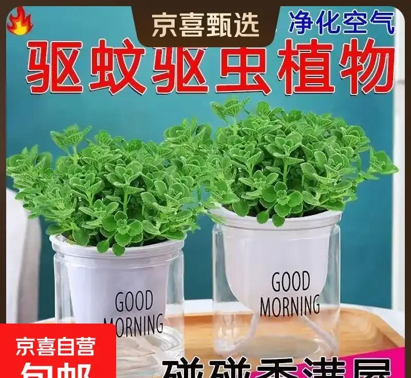 臥室綠植天花板!這10款助眠又高階,失眠星人閉眼入
