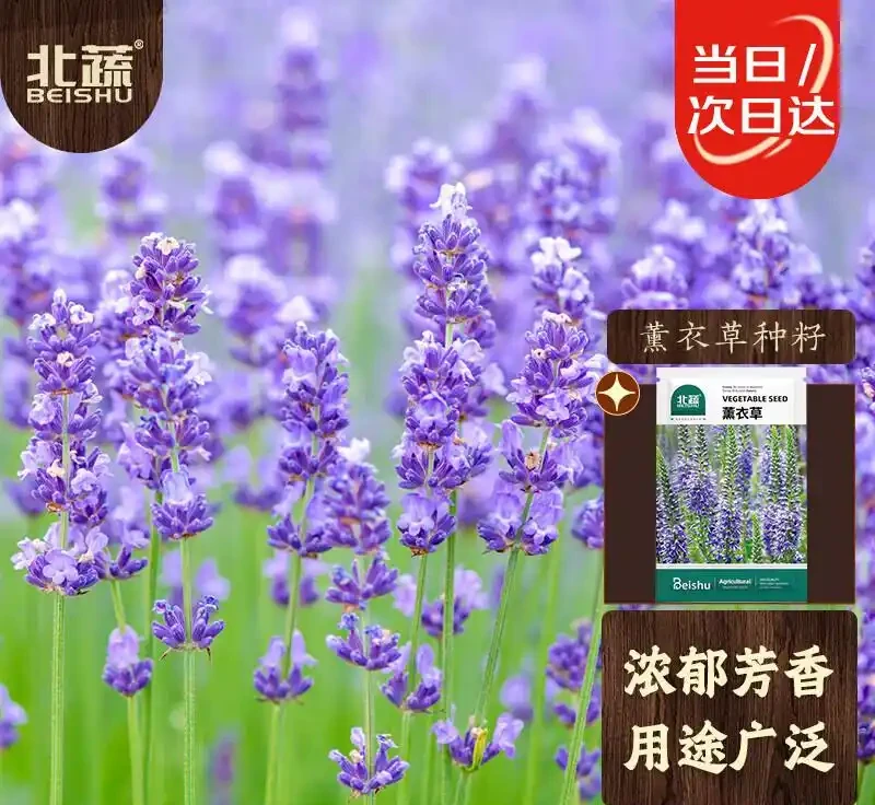 臥室綠植天花板!這10款助眠又高階,失眠星人閉眼入