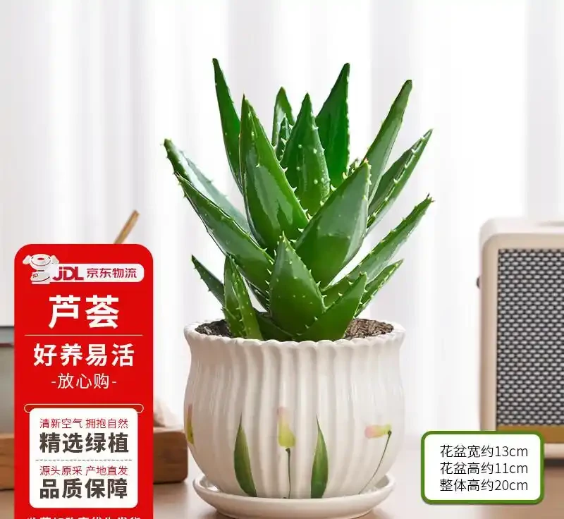 臥室綠植天花板!這10款助眠又高階,失眠星人閉眼入