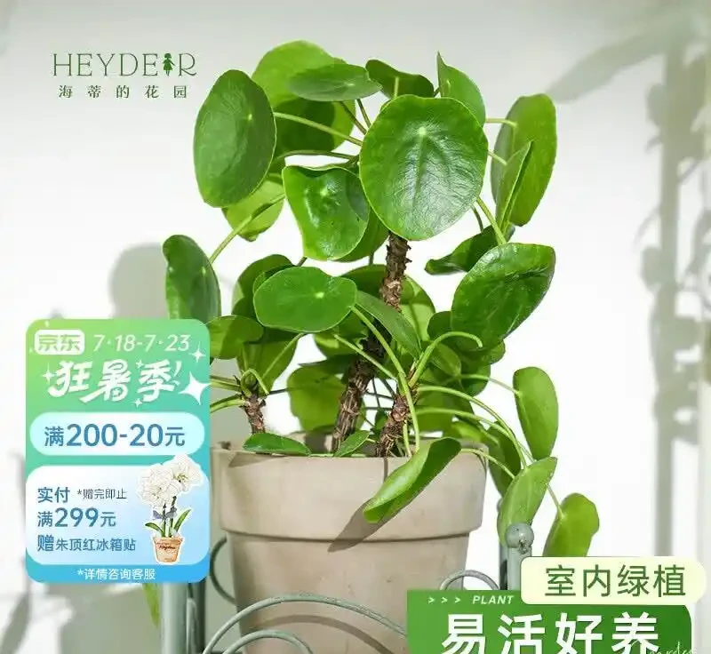 臥室綠植天花板!這10款助眠又高階,失眠星人閉眼入