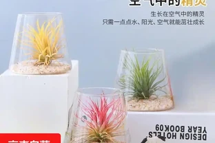 臥室綠植天花板！這10款助眠又高階，失眠星人閉眼入