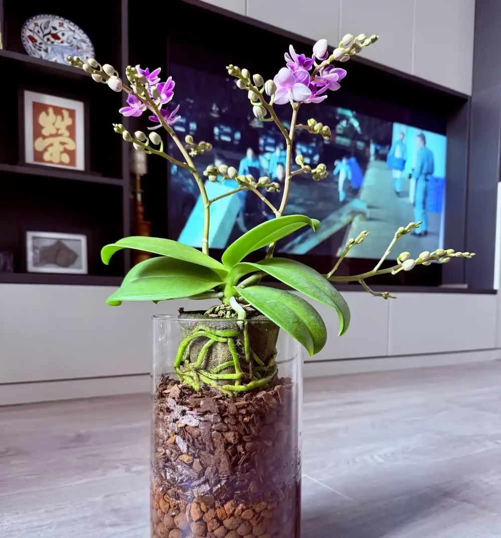 蝴蝶蘭「窮養」水苔換石頭，半杯水養出瀑布根，花箭竄2米高！