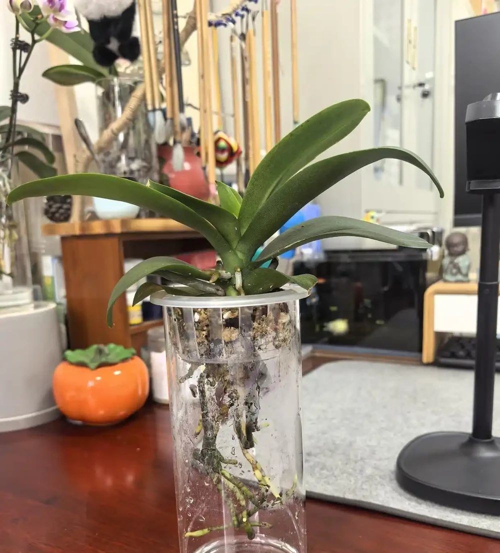 蝴蝶蘭「窮養」水苔換石頭，半杯水養出瀑布根，花箭竄2米高！