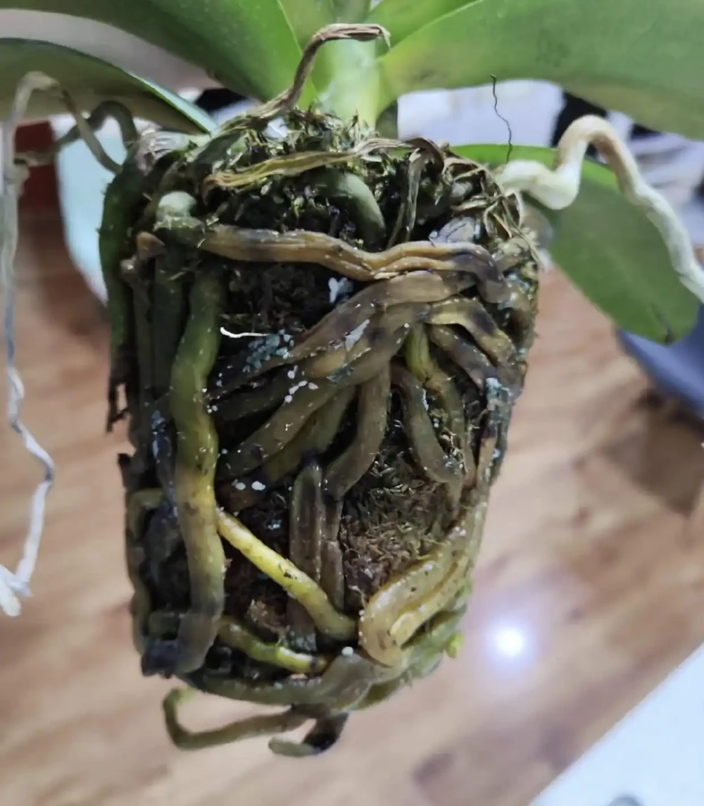 蝴蝶蘭「窮養」水苔換石頭，半杯水養出瀑布根，花箭竄2米高！