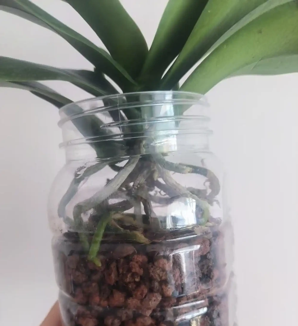 蝴蝶蘭「窮養」水苔換石頭，半杯水養出瀑布根，花箭竄2米高！