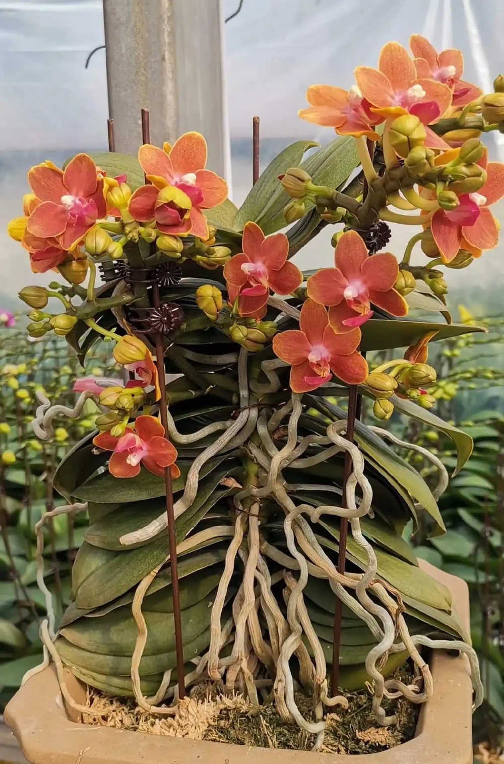 蝴蝶蘭「窮養」水苔換石頭，半杯水養出瀑布根，花箭竄2米高！