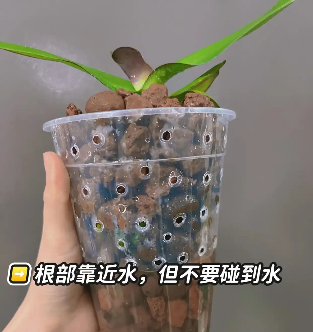 蝴蝶蘭「窮養」水苔換石頭，半杯水養出瀑布根，花箭竄2米高！