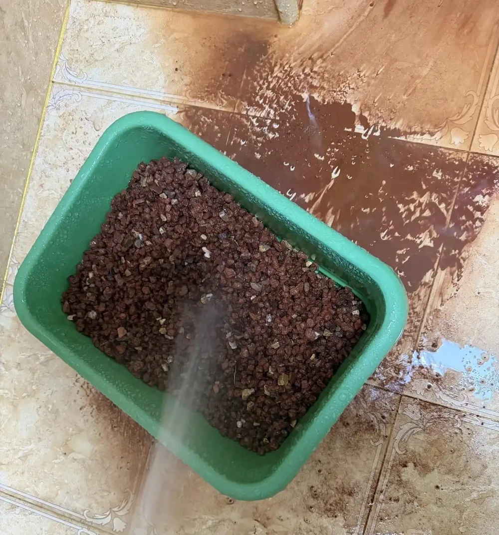 蝴蝶蘭「窮養」水苔換石頭，半杯水養出瀑布根，花箭竄2米高！