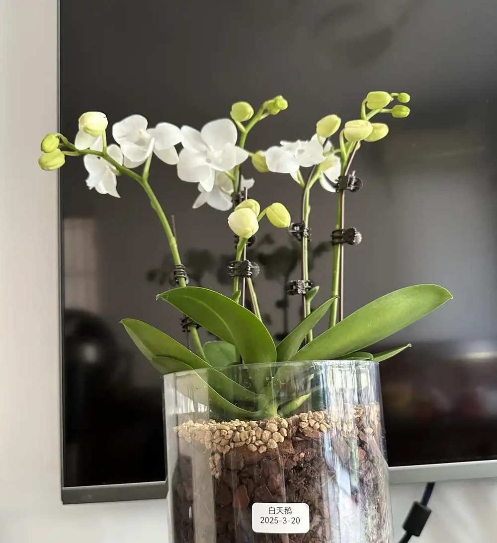 蝴蝶蘭「窮養」水苔換石頭，半杯水養出瀑布根，花箭竄2米高！
