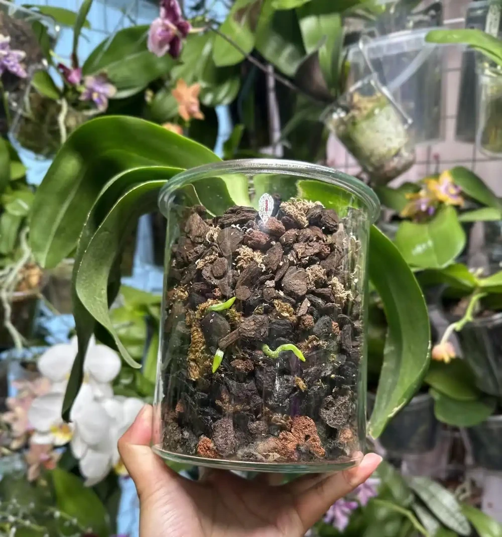 蝴蝶蘭「窮養」水苔換石頭，半杯水養出瀑布根，花箭竄2米高！