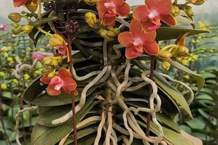 蝴蝶蘭「窮養」水苔換石頭，半杯水養出瀑布根，花箭竄2米高！