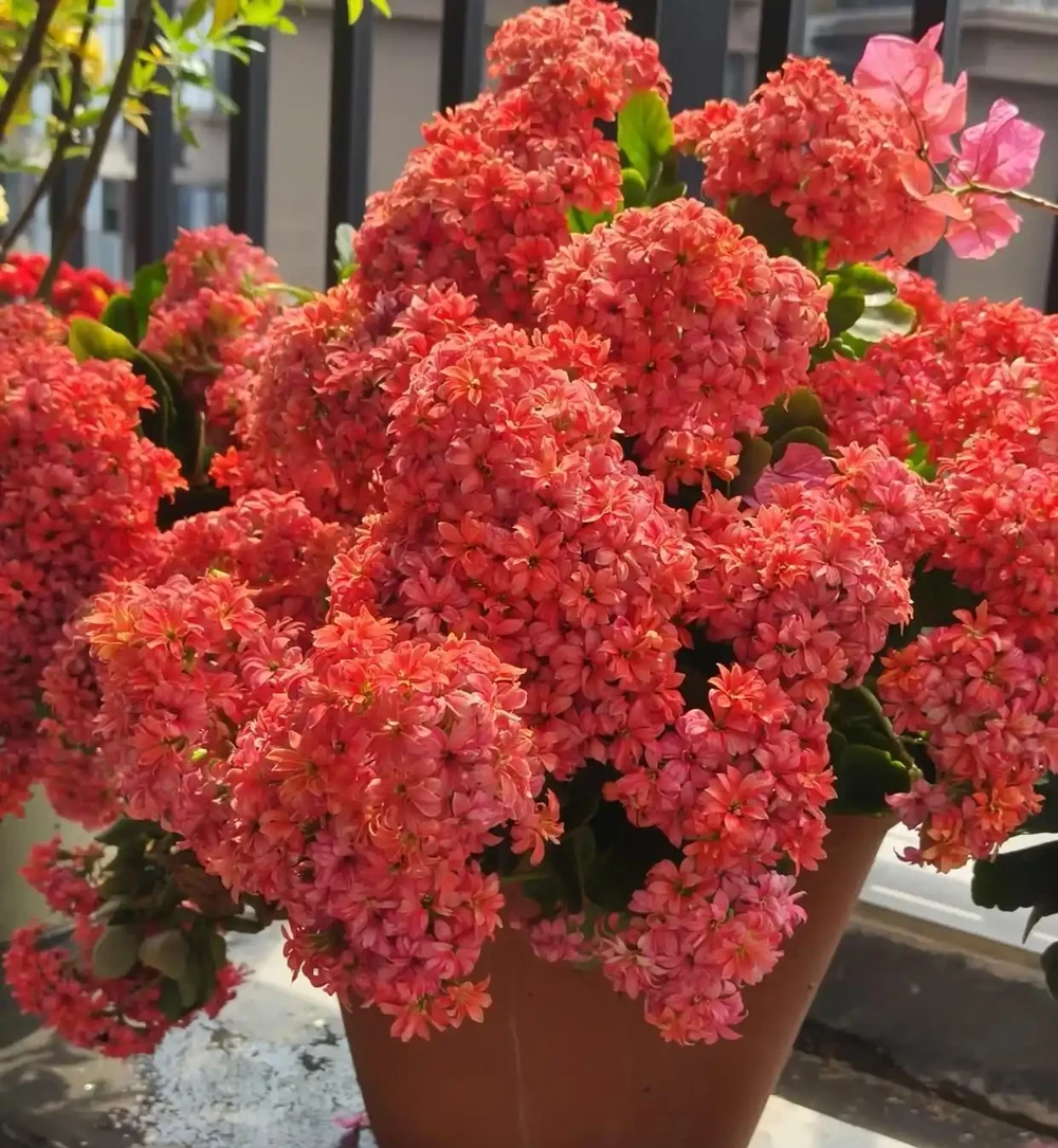夏天臥室養對花，助眠又旺家！這5種好養還「養人」