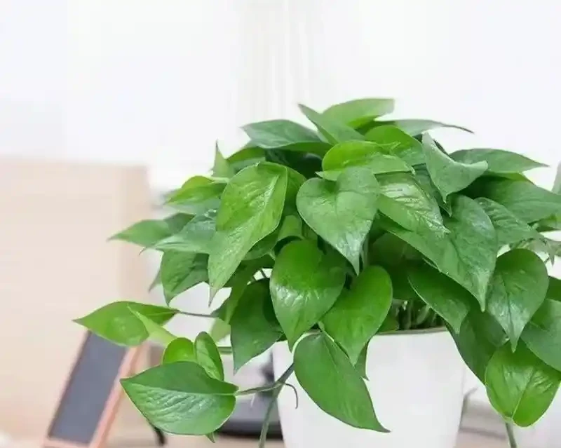 夏天臥室養對花，助眠又旺家！這5種好養還「養人」