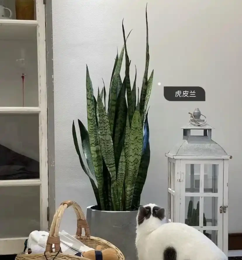夏天臥室養對花，助眠又旺家！這5種好養還「養人」
