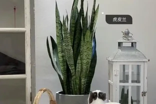 夏天臥室養對花，助眠又旺家！這5種好養還「養人」