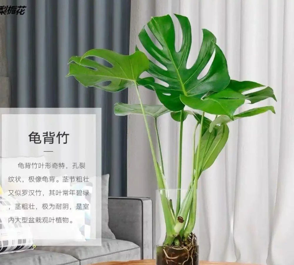 十大寓意升職加薪的辦公室綠植,旺事業旺財運首選