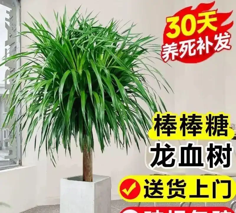 十大寓意升職加薪的辦公室綠植,旺事業旺財運首選