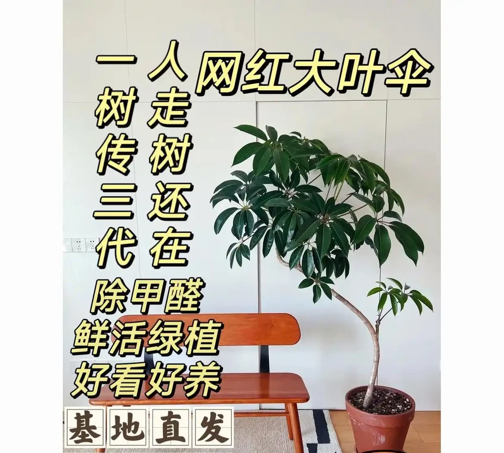十大寓意升職加薪的辦公室綠植,旺事業旺財運首選