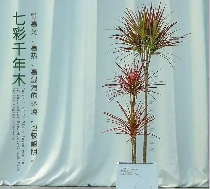 十大寓意升職加薪的辦公室綠植,旺事業旺財運首選