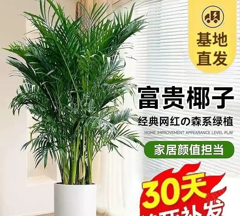 十大寓意升職加薪的辦公室綠植,旺事業旺財運首選