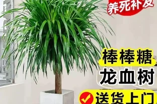 十大寓意升職加薪的辦公室綠植，旺事業旺財運首選