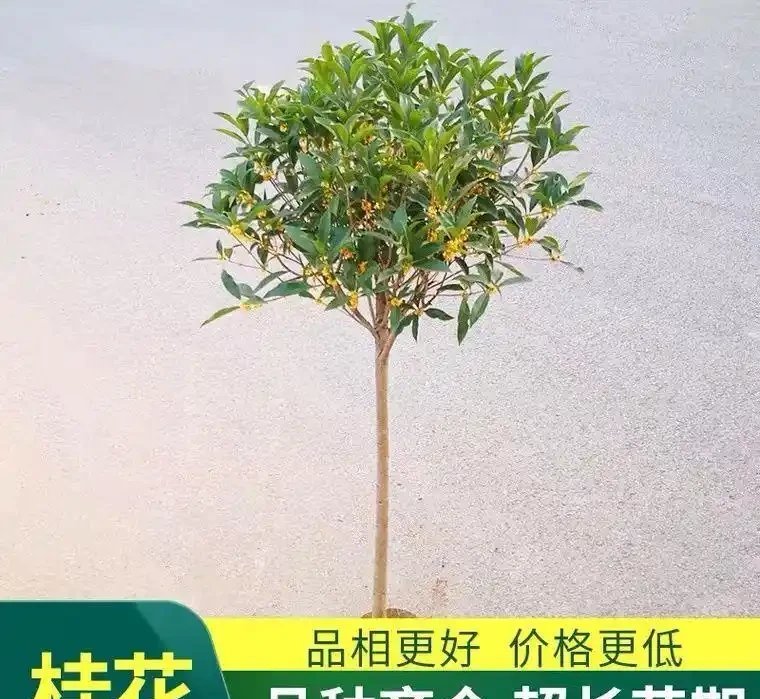 庭院種這10種樹，鎮宅又旺財，老一輩說越老越值錢